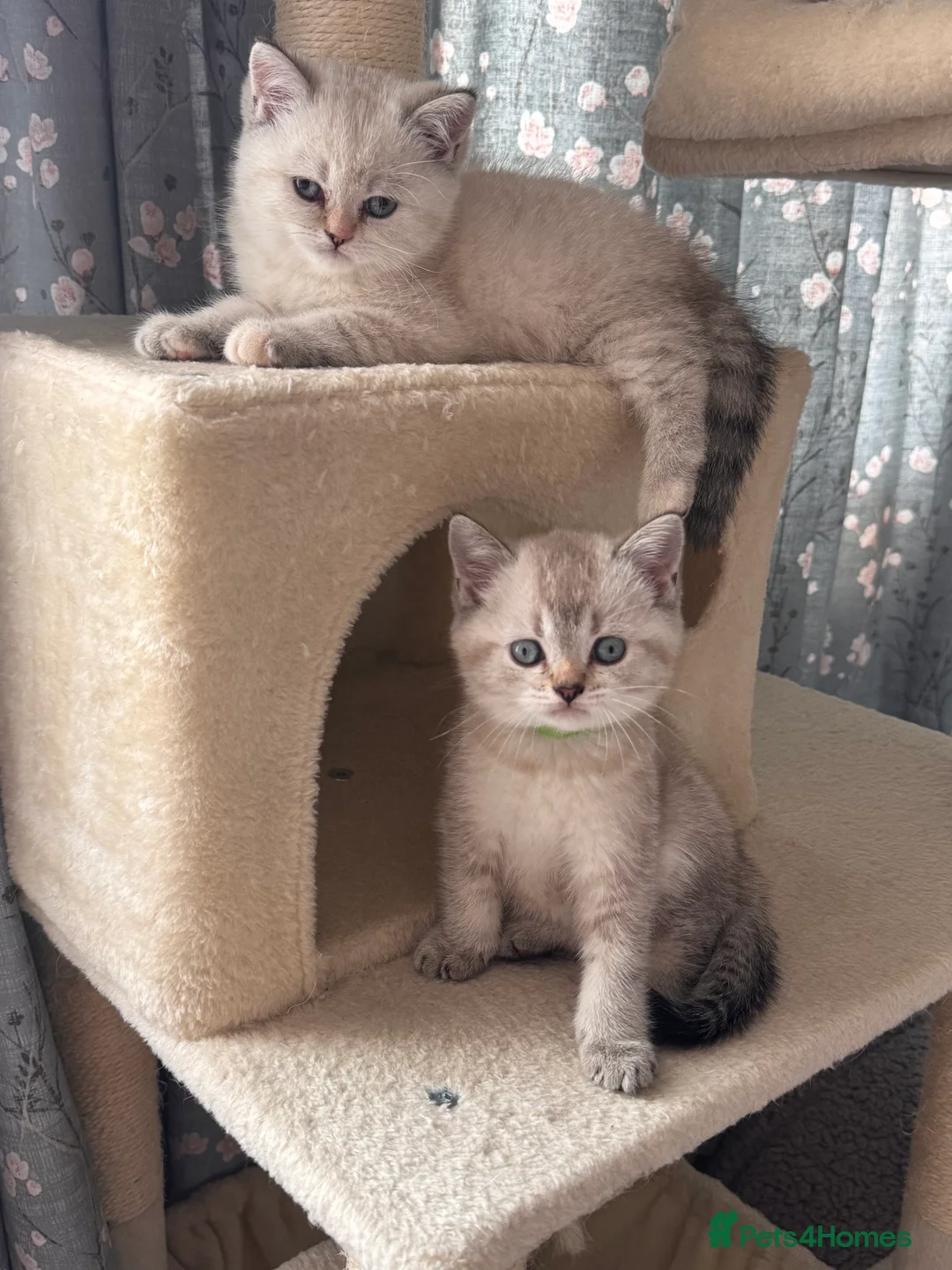 British Shorthair cats for stud: GCCF Active BSH Cream/Ginger ColourPointed  in London - Advert 14