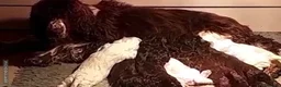 Cockapoo dogs for sale: Exceptional F1 cockapoo puppies  - Advert 22