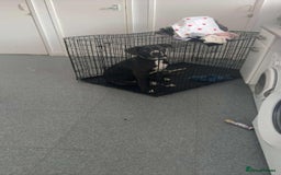 Cane Corso dogs for sale: 5 Month Female Cane Corso  - Image 3