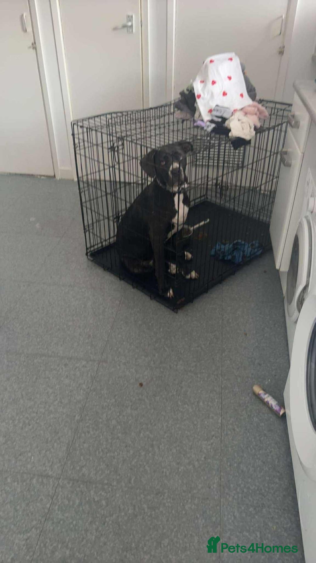Cane Corso dogs for sale: 5 Month Female Cane Corso  - Image 3