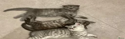 Scottish Fold cats for sale: Scottish fold/bombay kittens  - Advert 1