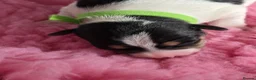 Jack Russell dogs for sale: Stunning Litter Traditional JRT Puppies 4M1F - Advert 7
