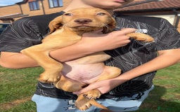 Mixed Breed dogs for sale: HUNGAROAN VIZSLADOR PUPPIES - VIZSLA x LABRADOR - Image 5