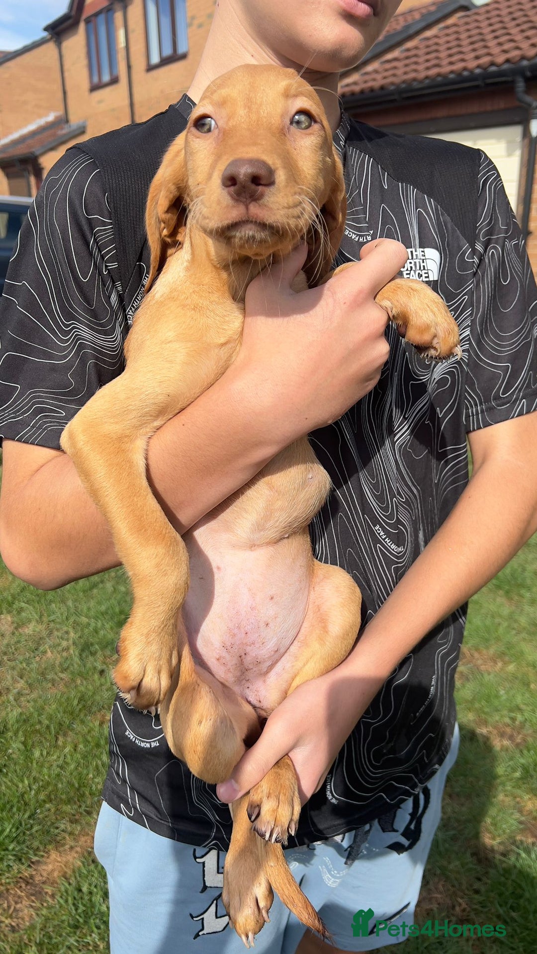 Mixed Breed dogs for sale: HUNGAROAN VIZSLADOR PUPPIES - VIZSLA x LABRADOR - Image 5