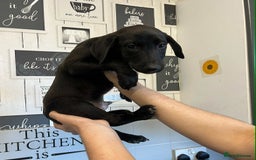Mixed Breed dogs for sale: 4 cute Labrador x Doberman boy puppies available - Image 4