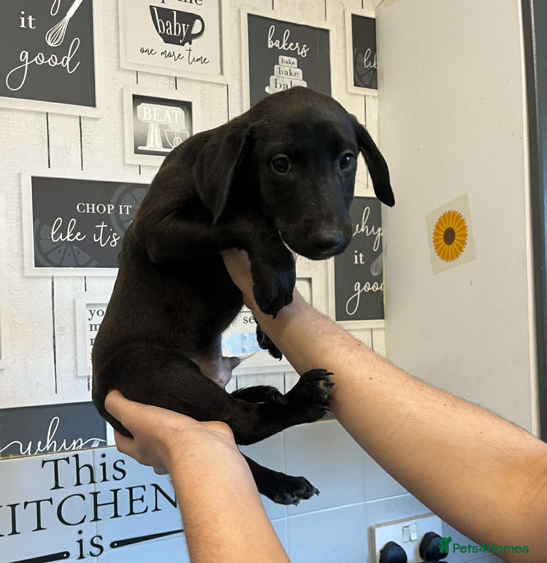 Mixed Breed dogs for sale: 4 cute Labrador x Doberman boy puppies available - Image 4