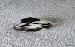 Domestic Shorthair cats for sale: A little of 5 beautiful kittens! - Advert 5