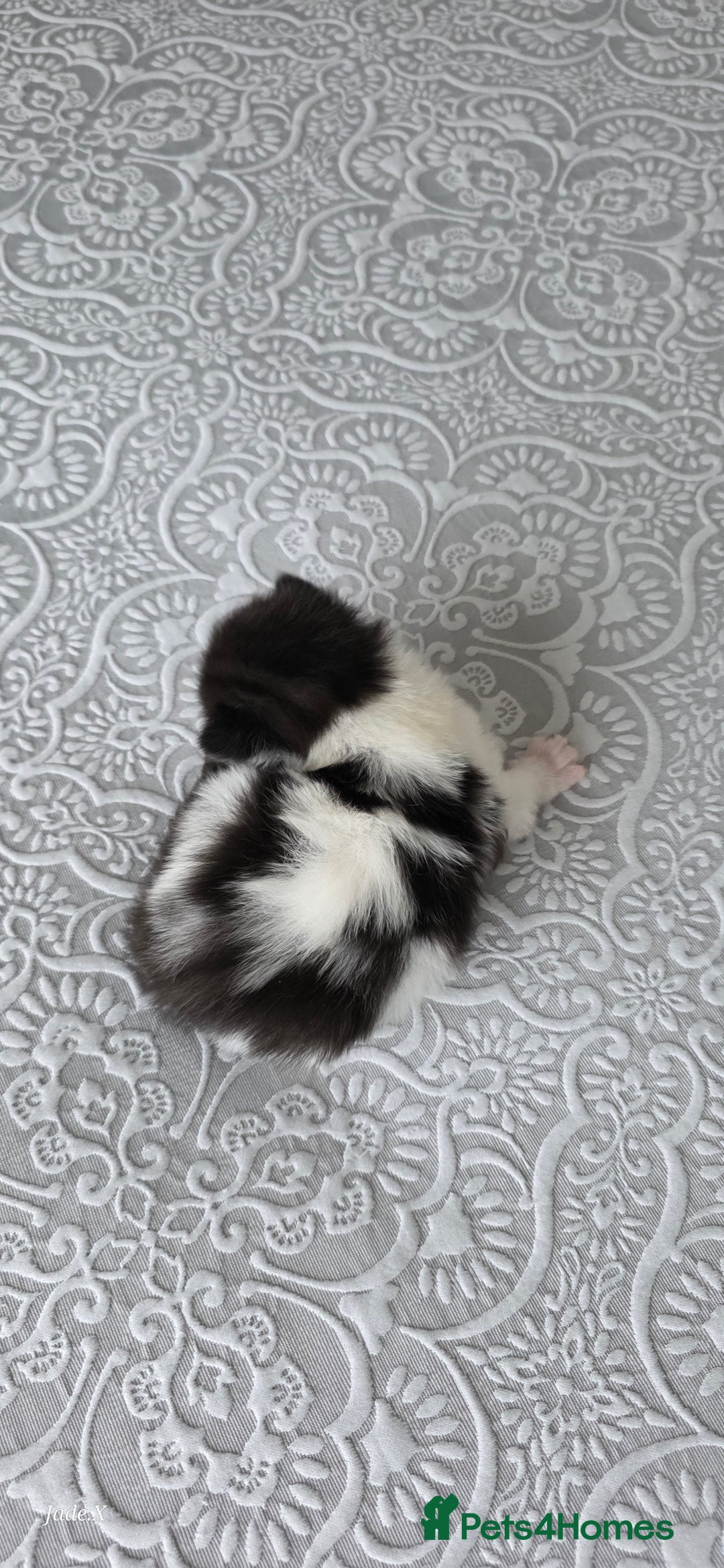 Domestic Shorthair cats for sale: A little of 5 beautiful kittens! - Advert 5