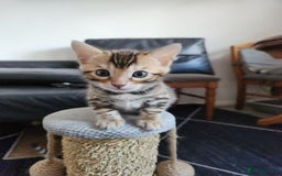Bengal cats for sale: ✨Pure Bengal Kittens – Champion Bloodline ✨ - Image 5