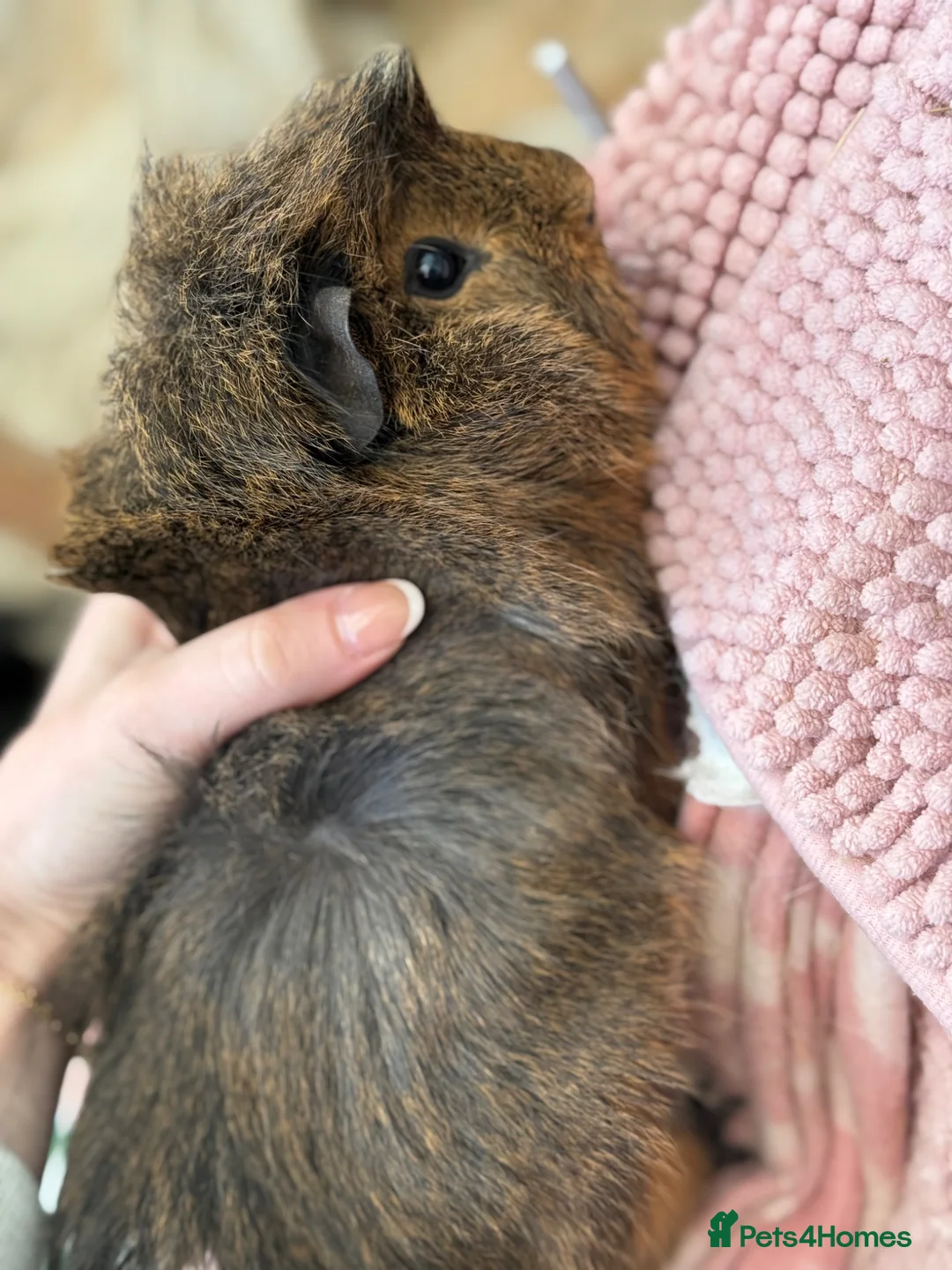 Guinea Pig rodents for sale: Bruce  - Advert 2