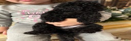 Cockapoo dogs for sale: Beautiful Cockapoo miniature (toy) black, tuxedo - Advert 4