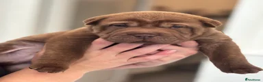 Shar Pei 1