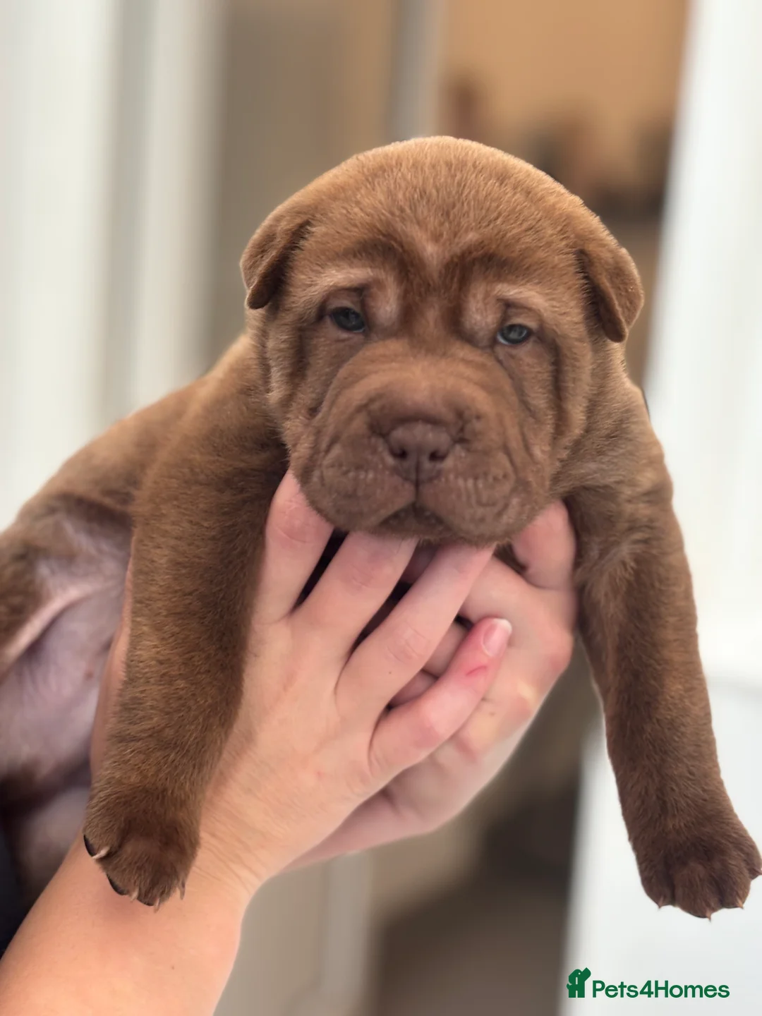 Shar Pei dogs for sale: Shar pei pups in Billingham - Advert 5