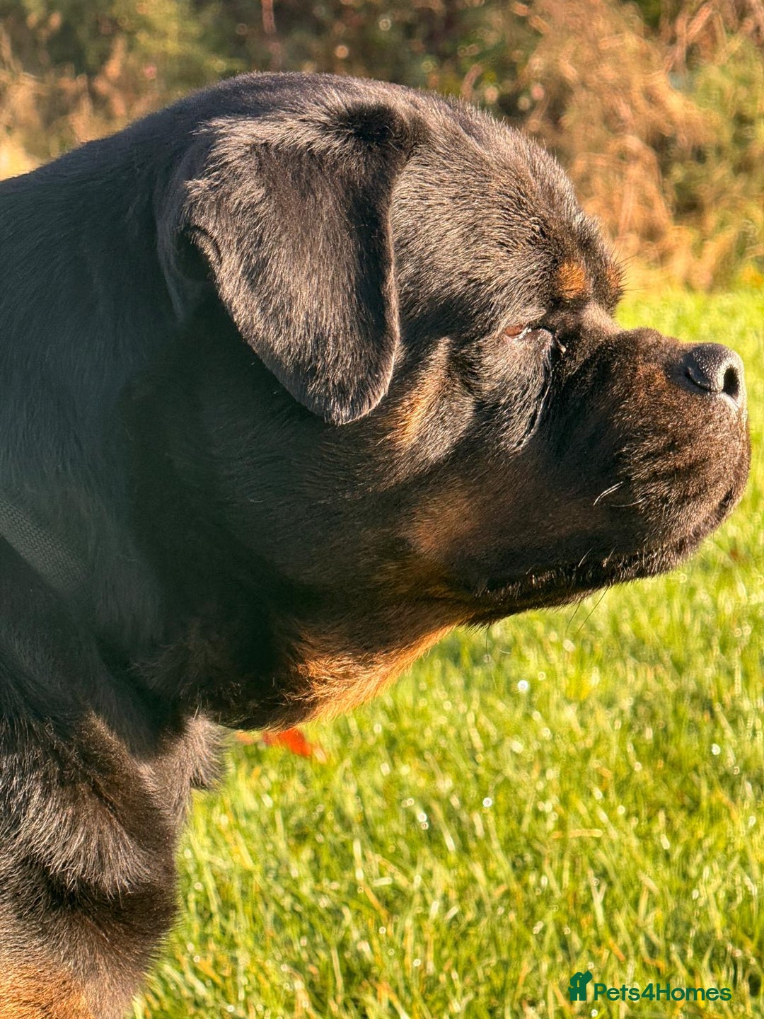 Rottweiler dogs for sale: Top quality kc pups for sale timitor X edelstein - Advert 14