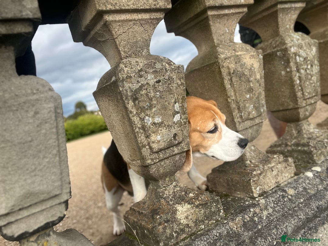 Beagle dogs for sale: 6 year old beagle for sale  - Image 2