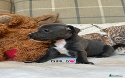 Staffordshire Bull Terrier dogs for sale: STAFFORDSHIRE BULL TERRIERS💚 - Image 18