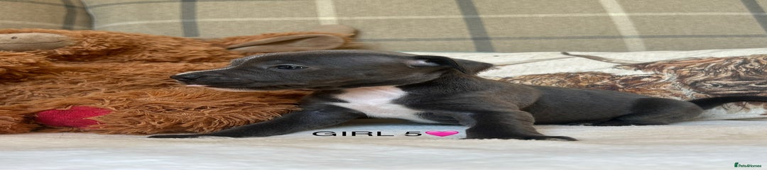 GIRL 5🩷