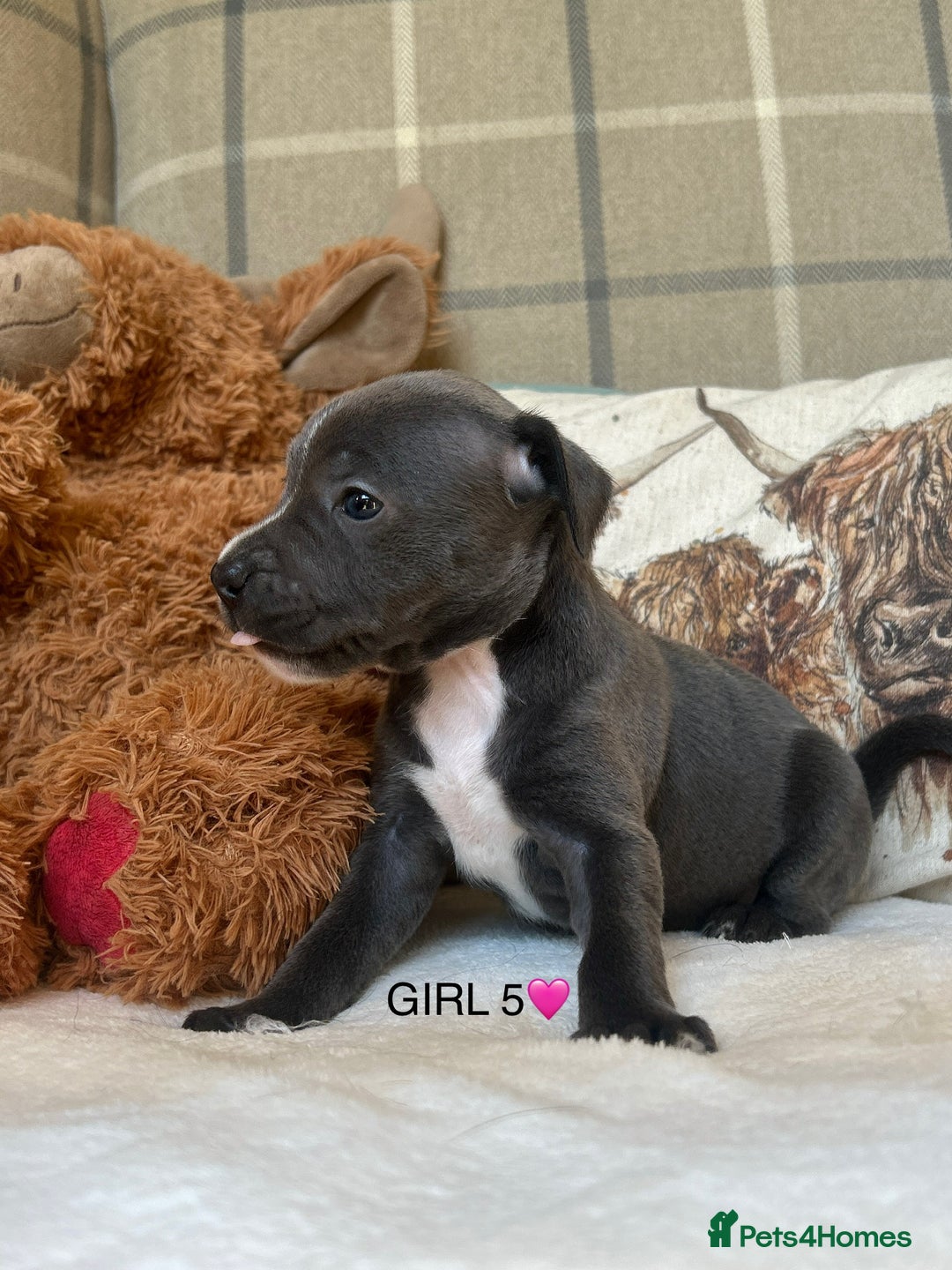 Staffordshire Bull Terrier dogs for sale: STAFFORDSHIRE BULL TERRIERS💚 - Image 18
