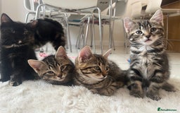 Mixed Breed cats for sale: 5 Adorable Mixed Breed Kittens - Image 2
