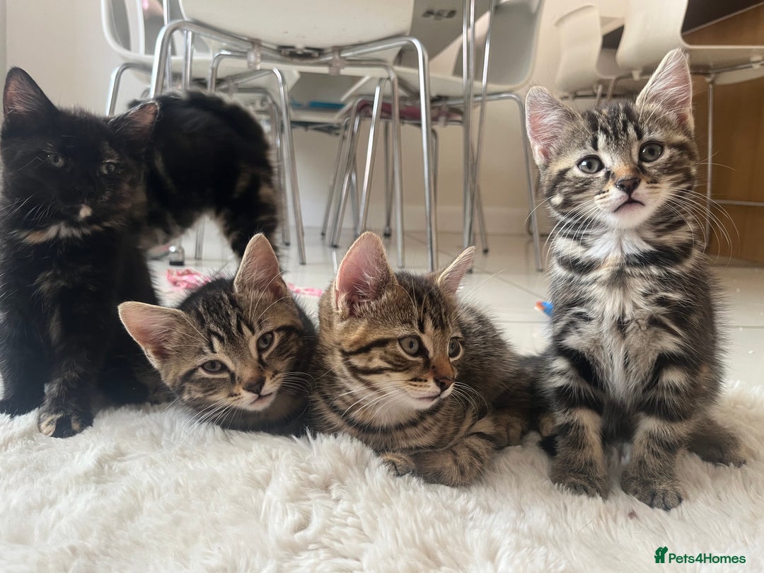 Mixed Breed cats for sale: 5 Adorable Mixed Breed Kittens - Image 2