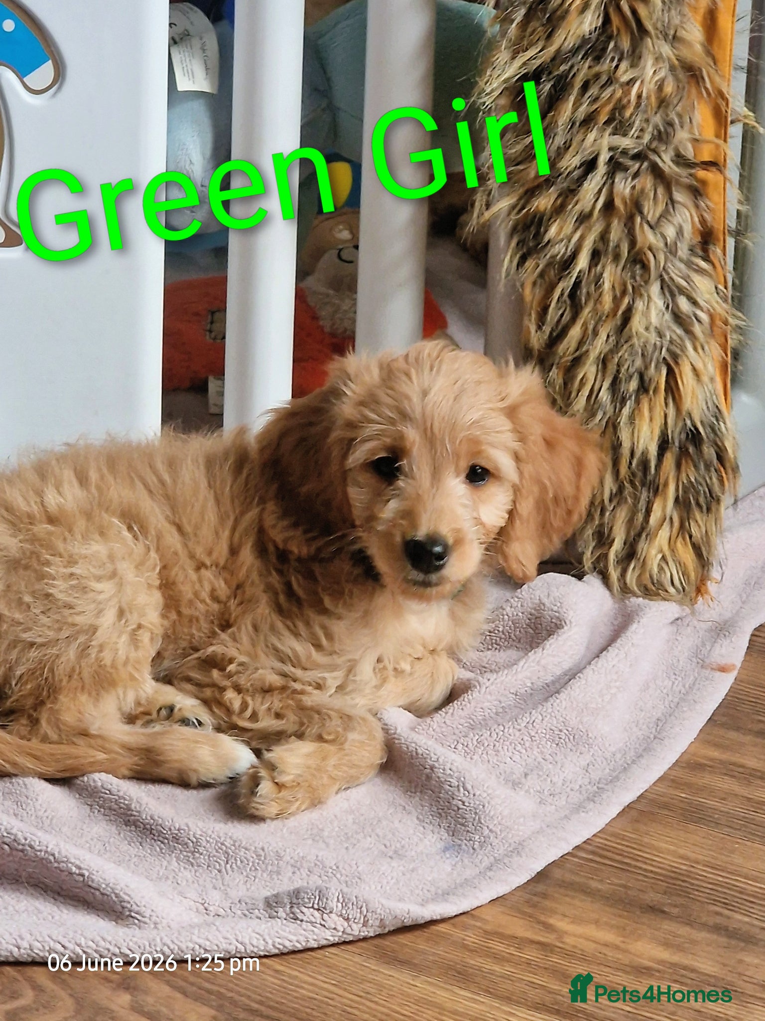 Goldendoodle dogs READY NOW  Mini Goldendoodle Puppies F1B  - Advert 2