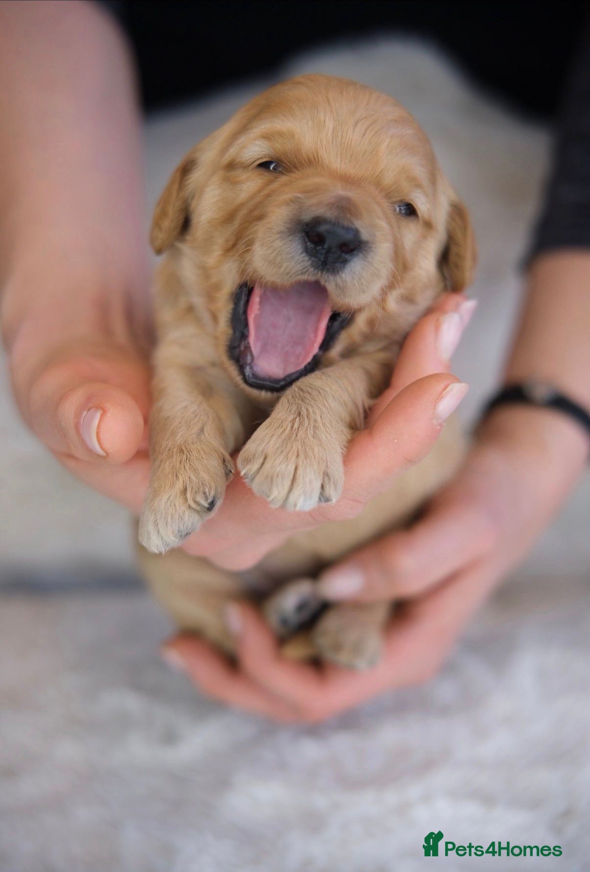 Mini Goldendoodle dogs Stunning F1 Miniature Goldendoodle puppies - Advert 4