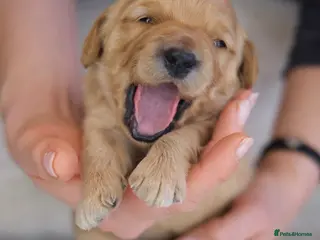 Mini Goldendoodle dogs Stunning F1 Miniature Goldendoodle puppies - Advert 5