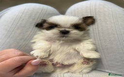 Shih Tzu dogs for sale: Three Beautiful male Shih tzu puppies  - Image 6
