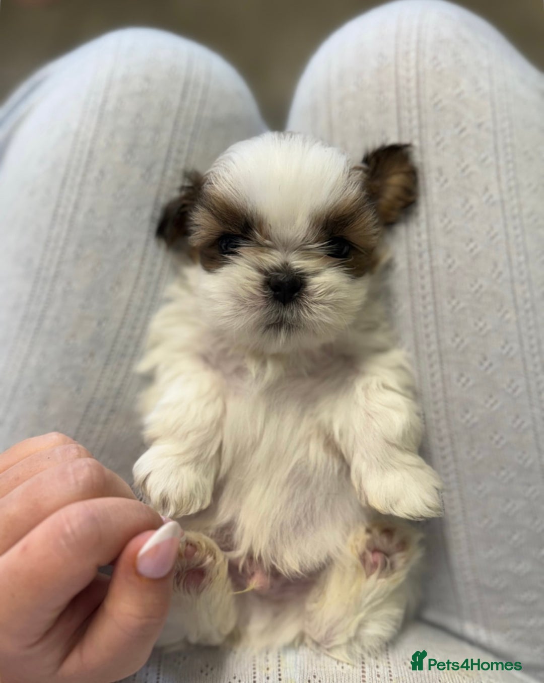 Shih Tzu dogs for sale: Three Beautiful male Shih tzu puppies  - Image 6