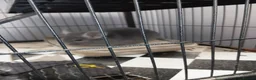 Chinchilla rodents for sale: Chinchlla in Blackpool - Advert 1
