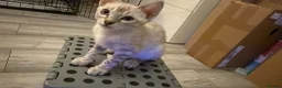 Bengal cats for sale: TICA Registered Gorgeous Bengals  - Advert 9