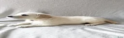 Golden Retriever dogs for sale: Golden Retriever Puppies — Ready from 3rd August - Advert 3