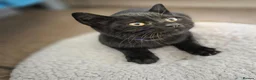 Mixed Breed cats for sale: Gorgeous kittens black girl and black boy  - Advert 5