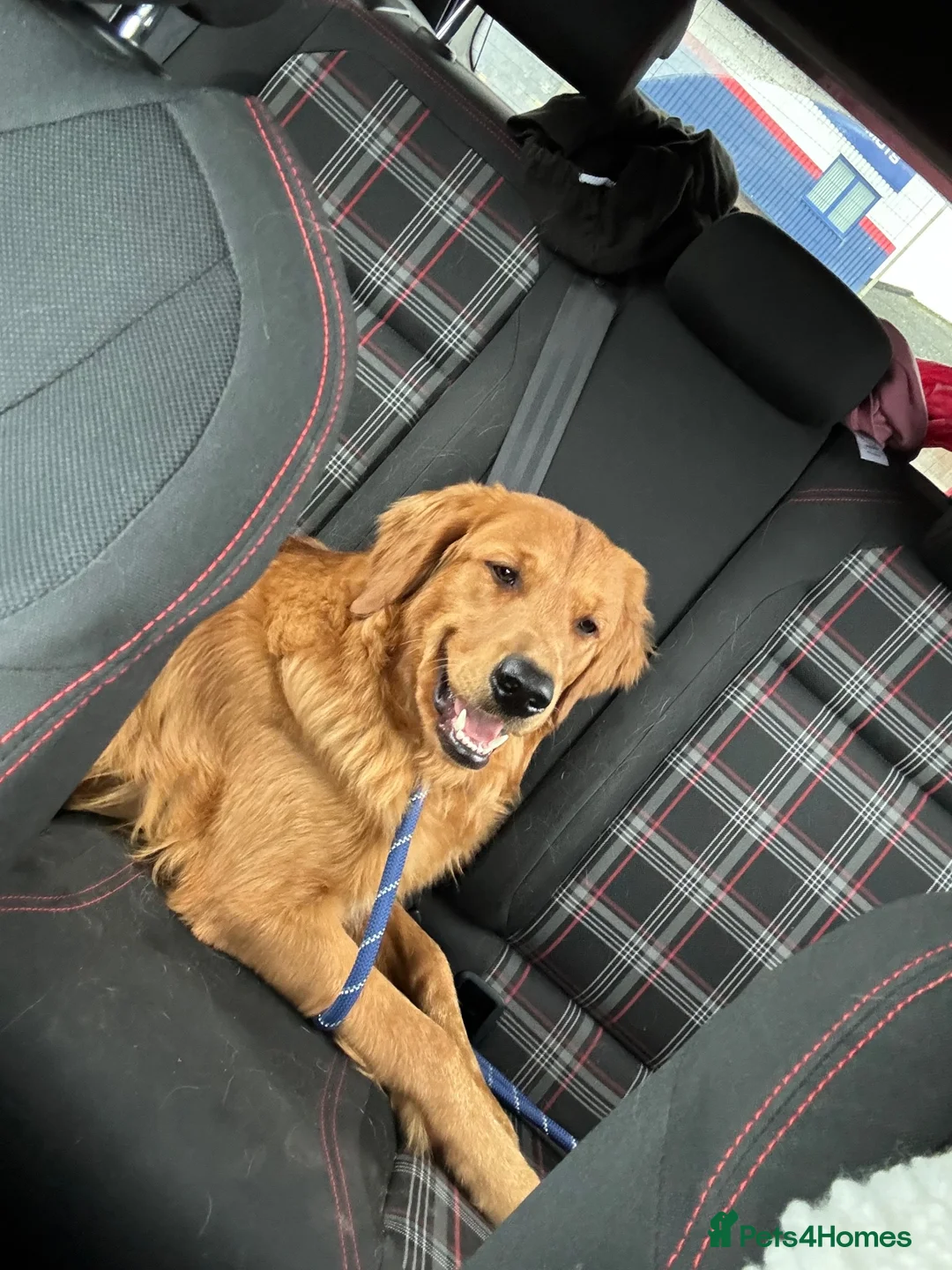 Golden Retriever dogs for sale: Golden Retriever Puppies  - Advert 11