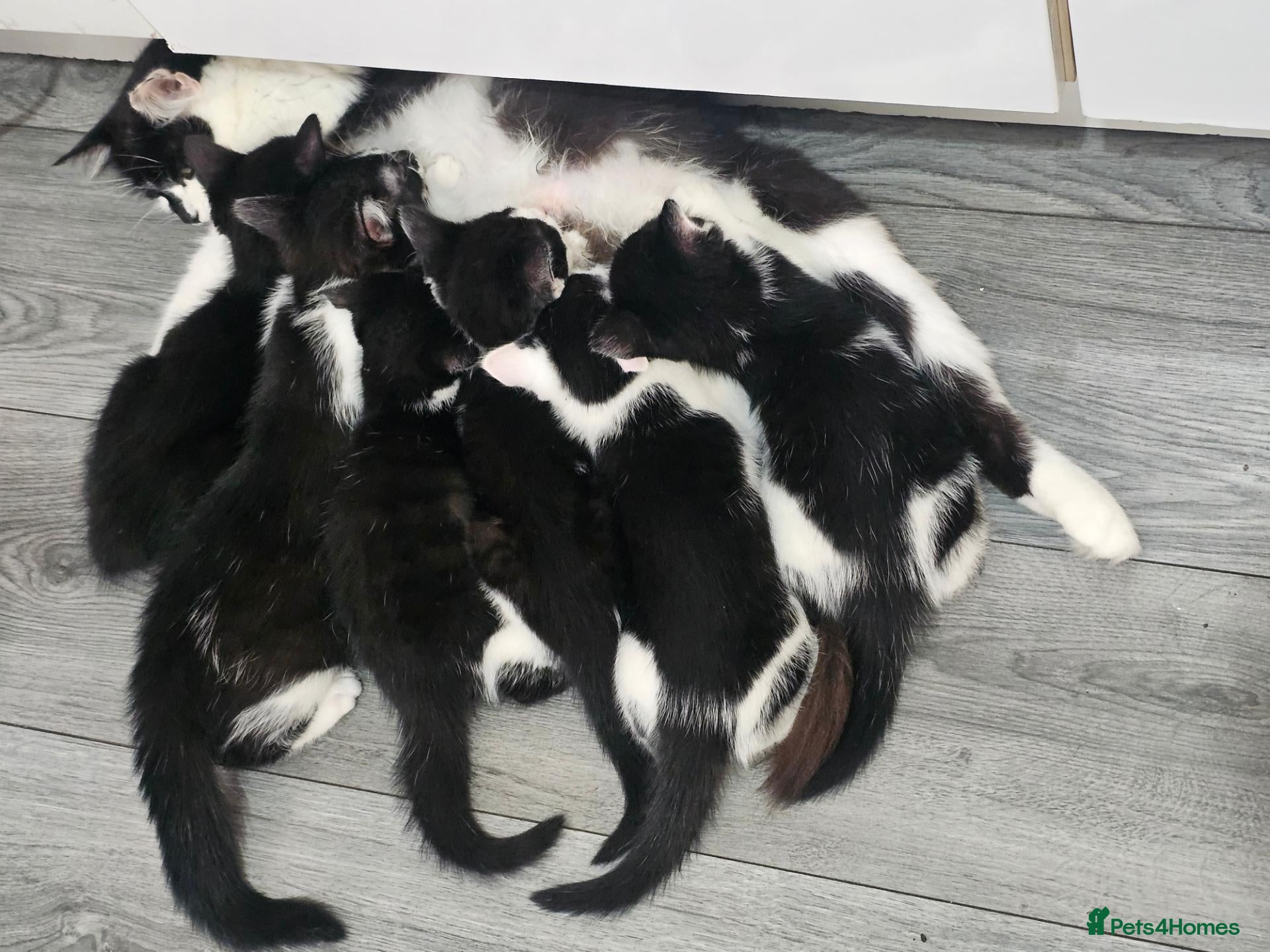 Mixed Breed cats 5 beautiful Maine Coon mix kittens  - Advert 1