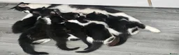 Mixed Breed cats for sale: 5 beautiful Maine Coon mix kittens  - Advert 1
