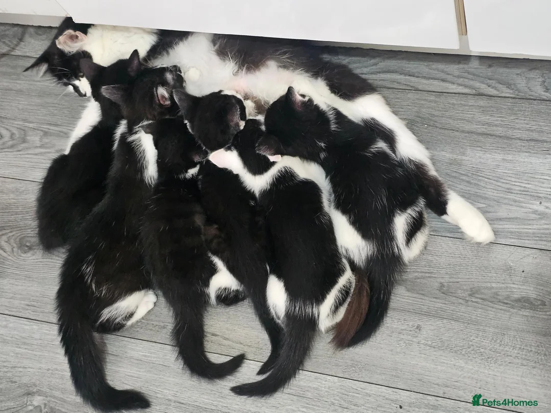 Mixed Breed cats for sale: 5 beautiful Maine Coon mix kittens  - Advert 1