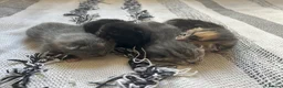 Domestic Shorthair cats for sale: 4 Beautiful Domestic Shorthair Kittens  - Advert 6