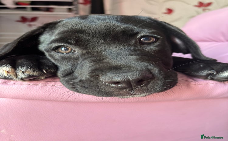 Cane Corso dogs - Advert 1