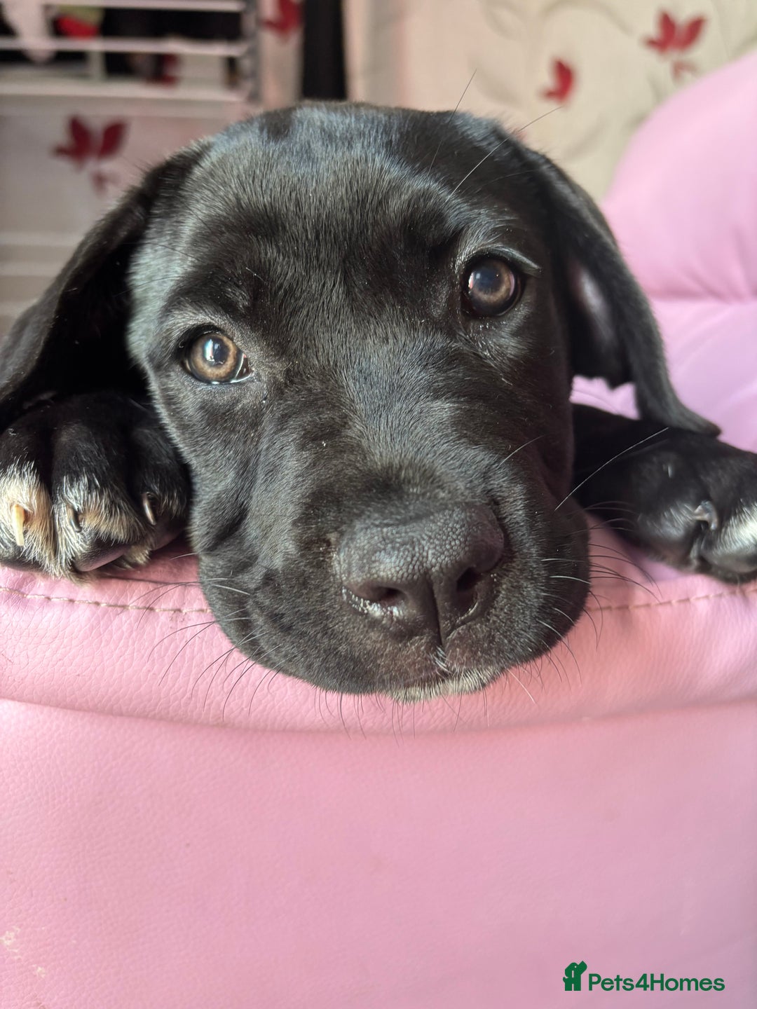 Cane Corso dogs for sale: Cane Corso puppy called “Baby” - Image 1