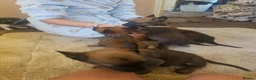 Belgian Shepherd Dog dogs for sale: Outstanding Belgium malinois puppies  - Advert 8