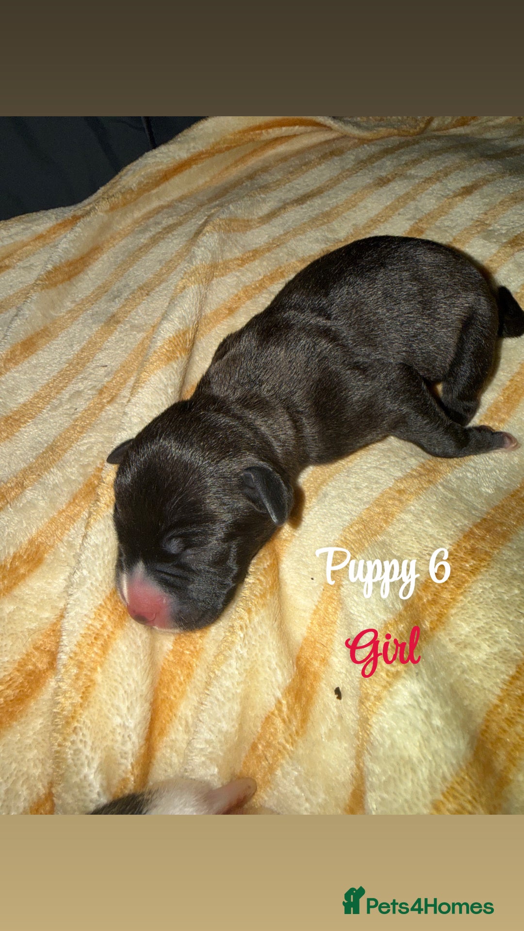 Staffordshire Bull Terrier dogs for sale: Staffordshire bull terriers - Image 12
