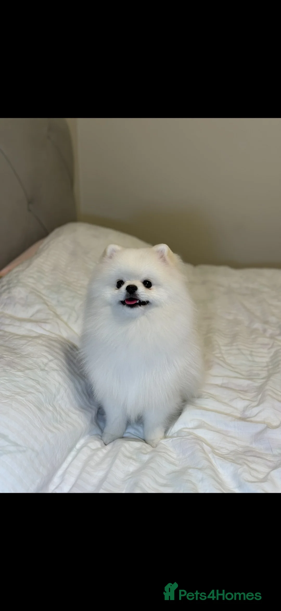 Pomeranian dogs for stud: Pomeranian boy - baby face type.  - Advert 2