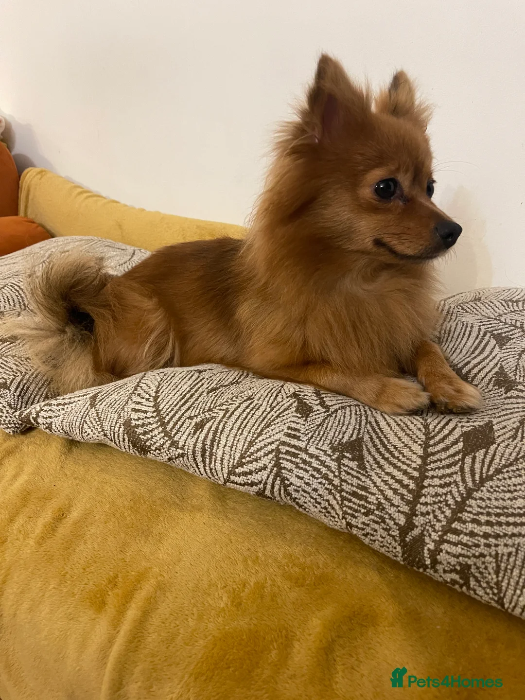 Pomchi dogs for sale: Ready Now☺️3 Pomerinian/Pomchi Puppies❤️ - Advert 2