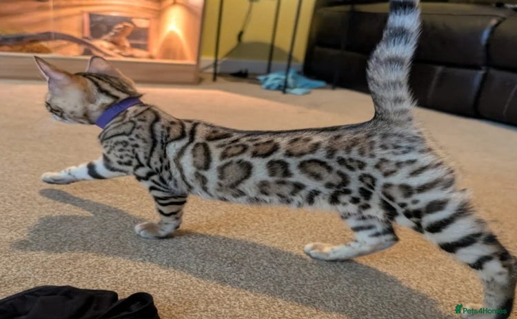 Bengal cats - Advert 1