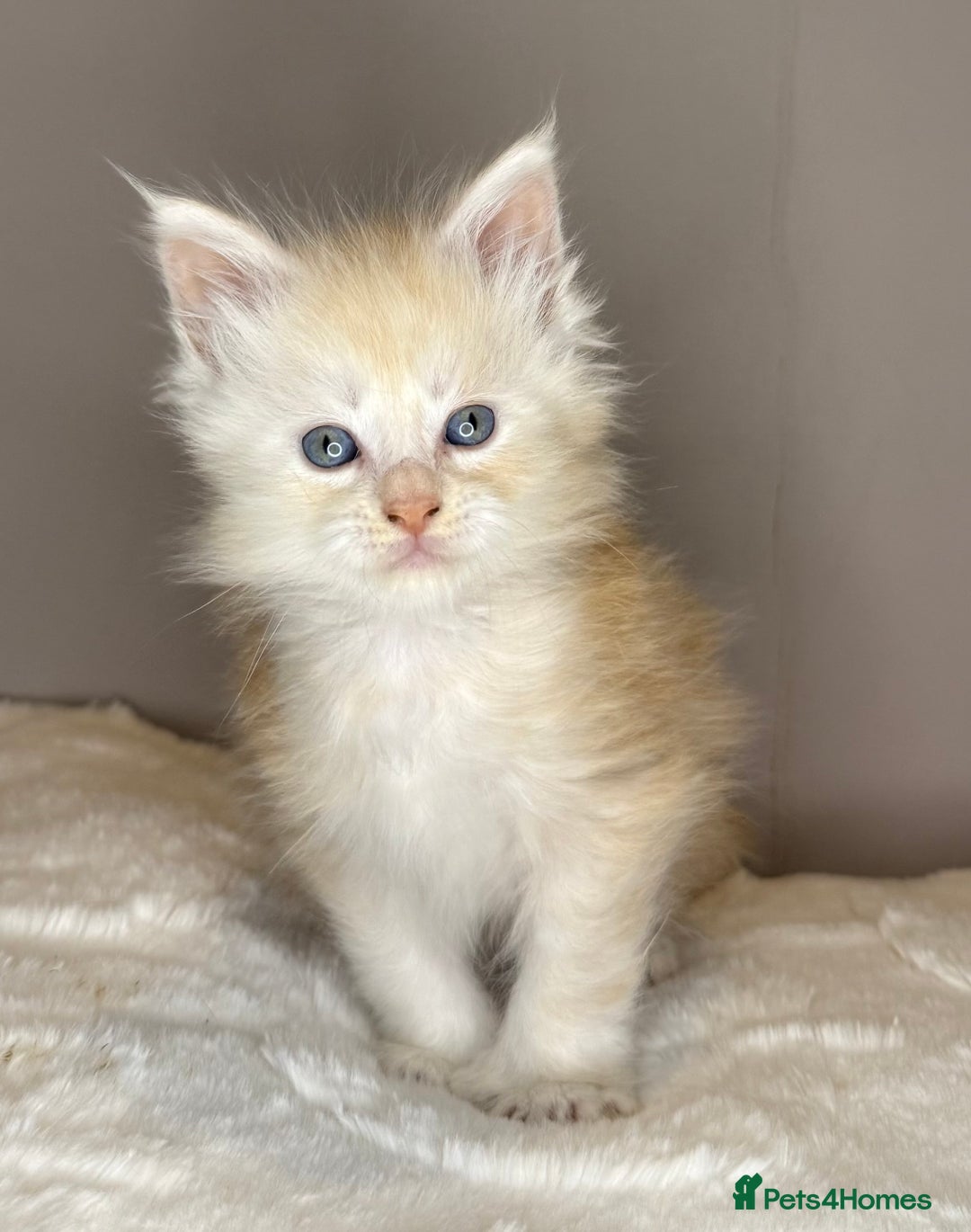 Maine Coon cats for sale: Polydactyl Red Silver Boy - Advert 2