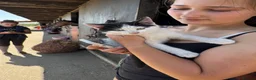 Mixed Breed cats for sale: Kittens ready to leave  - Advert 2