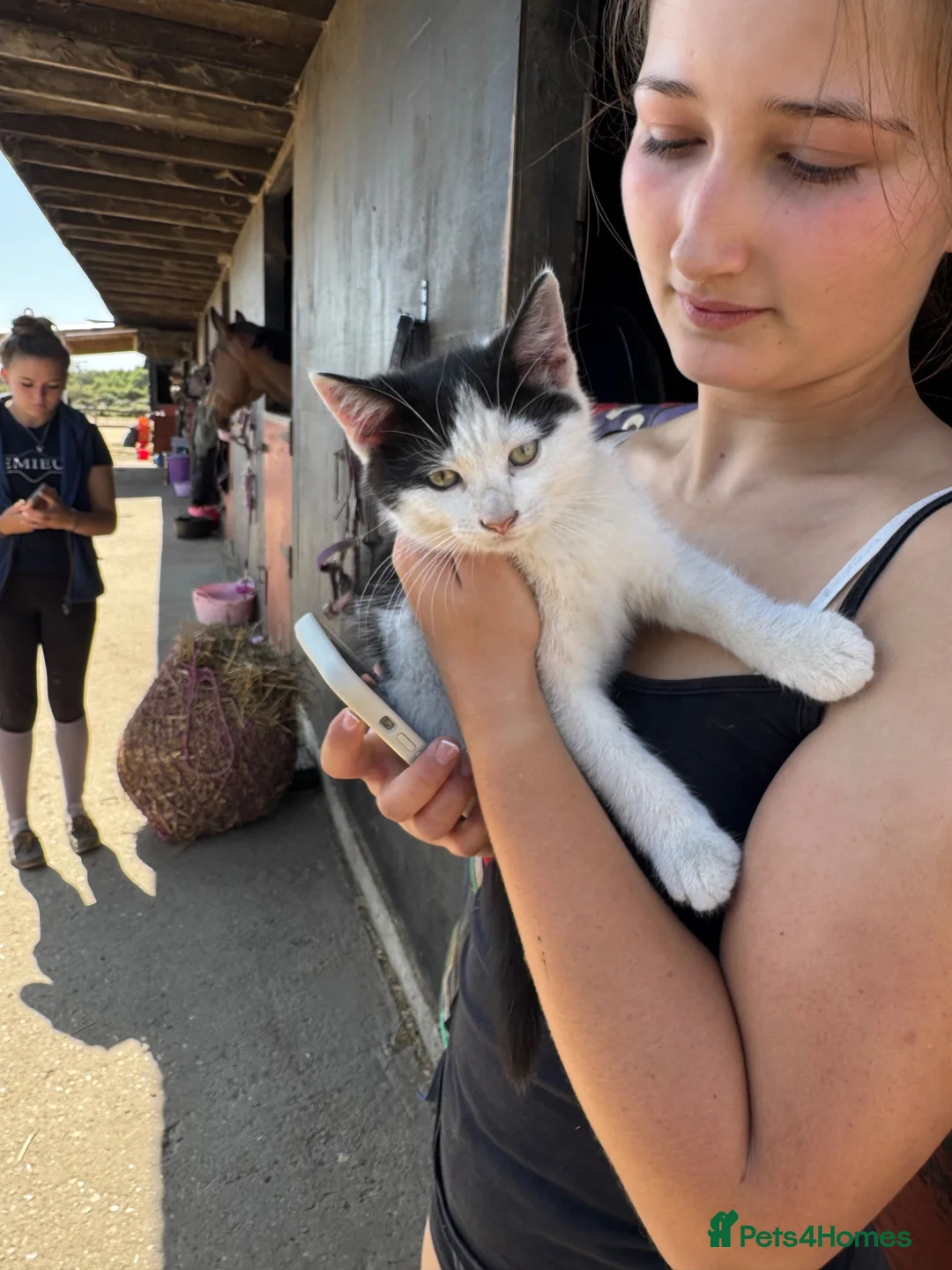 Mixed Breed cats for sale: Kittens ready to leave  - Advert 2