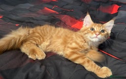 Maine Coon cats for sale: Pure blood Maine Coon kitten - Image 3