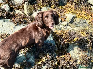 Cocker Spaniel dogs Quality working cocker spaniel pups - Advert 1